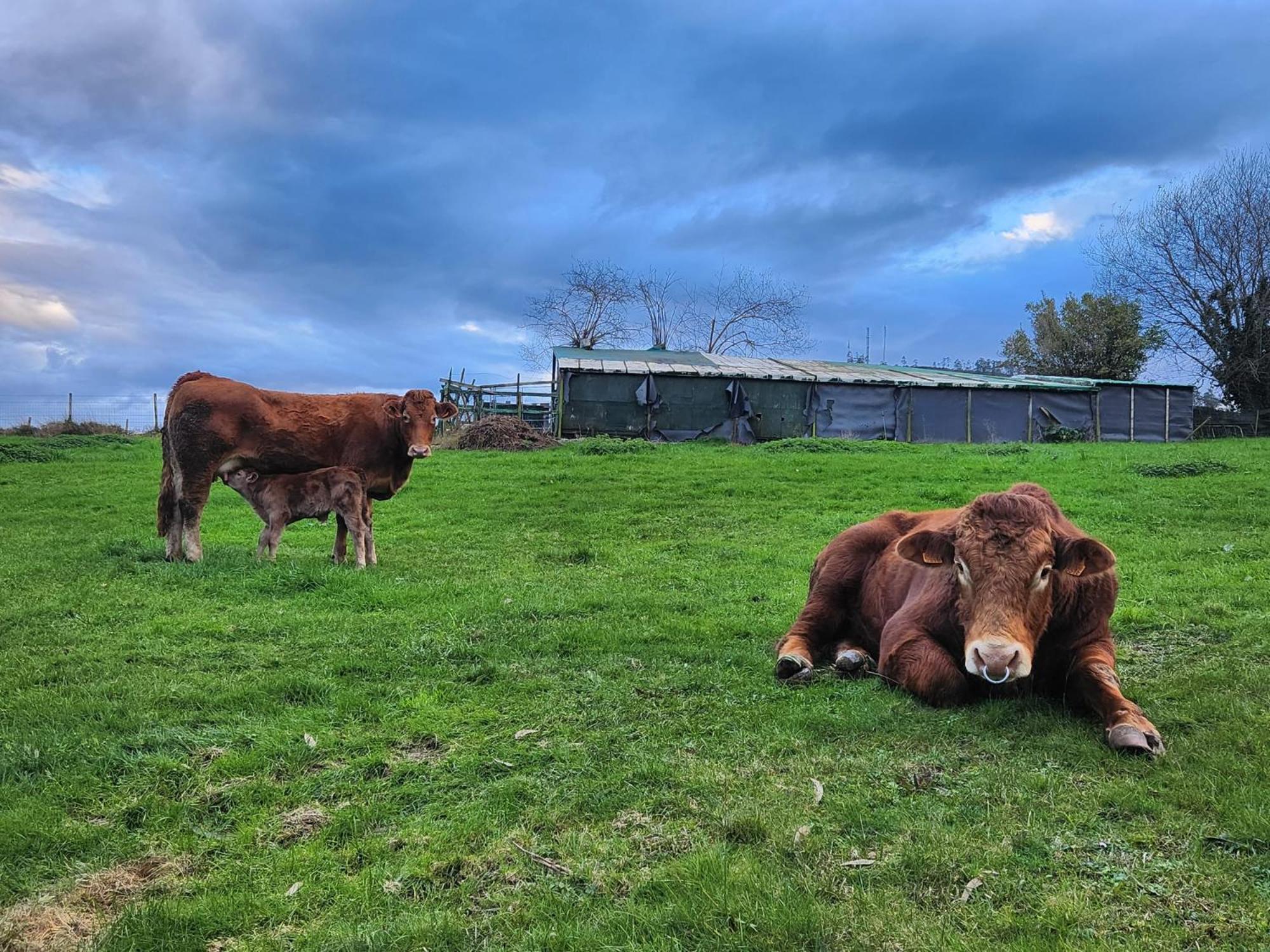Refugio Finca El Canu Valdaliga Екстер'єр фото